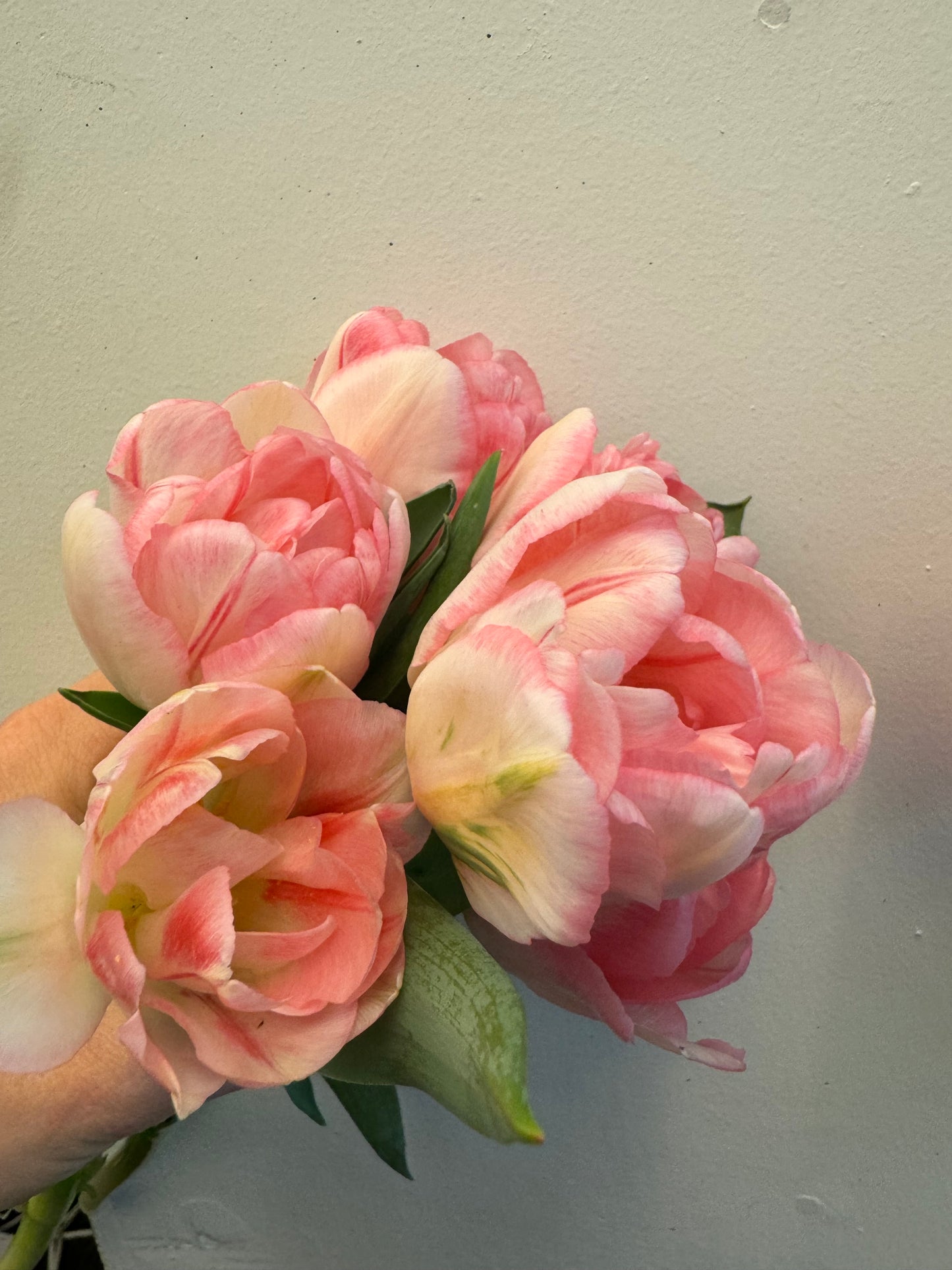 Foxtrot (10 tulip bulbs)