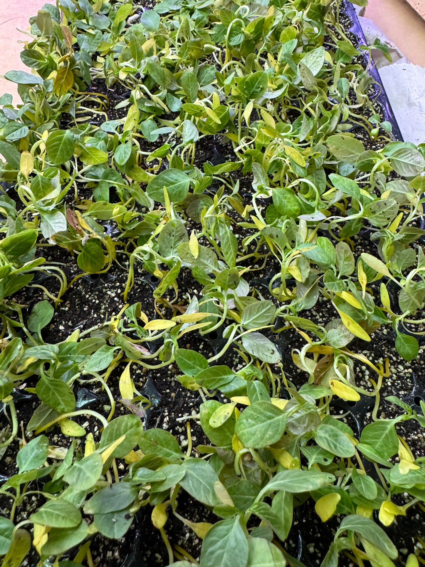 Amaranth seedlings - crimson (6 seedlings)