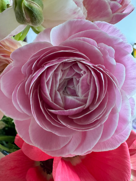 Amandine Porcelaine Ranunculus (10 corms)