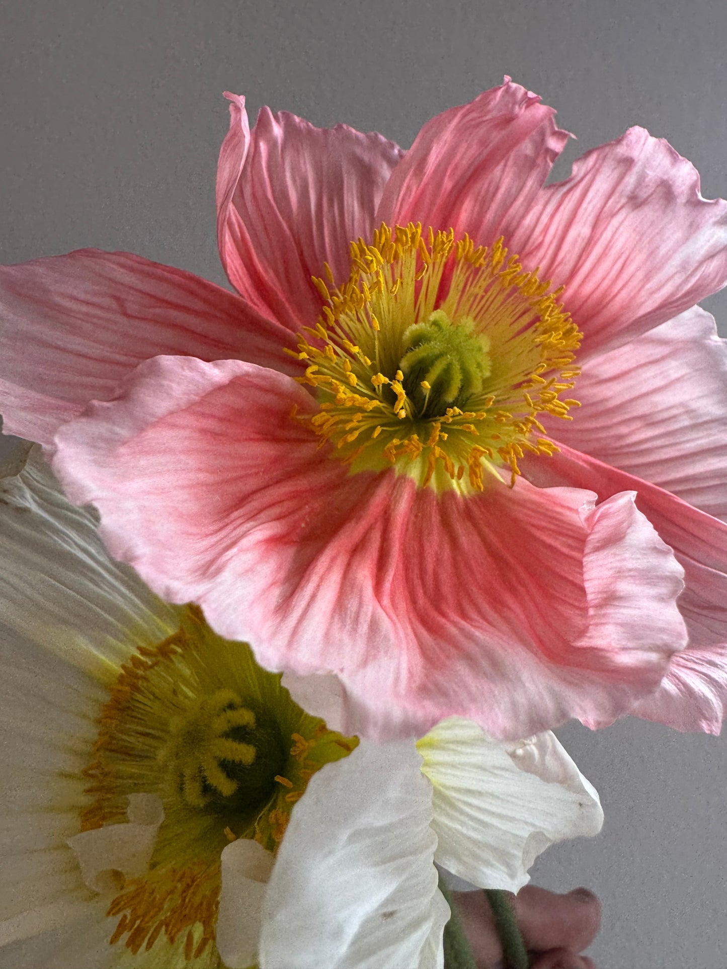 Hummingbird poppy seedlings (6 - mixed colors)