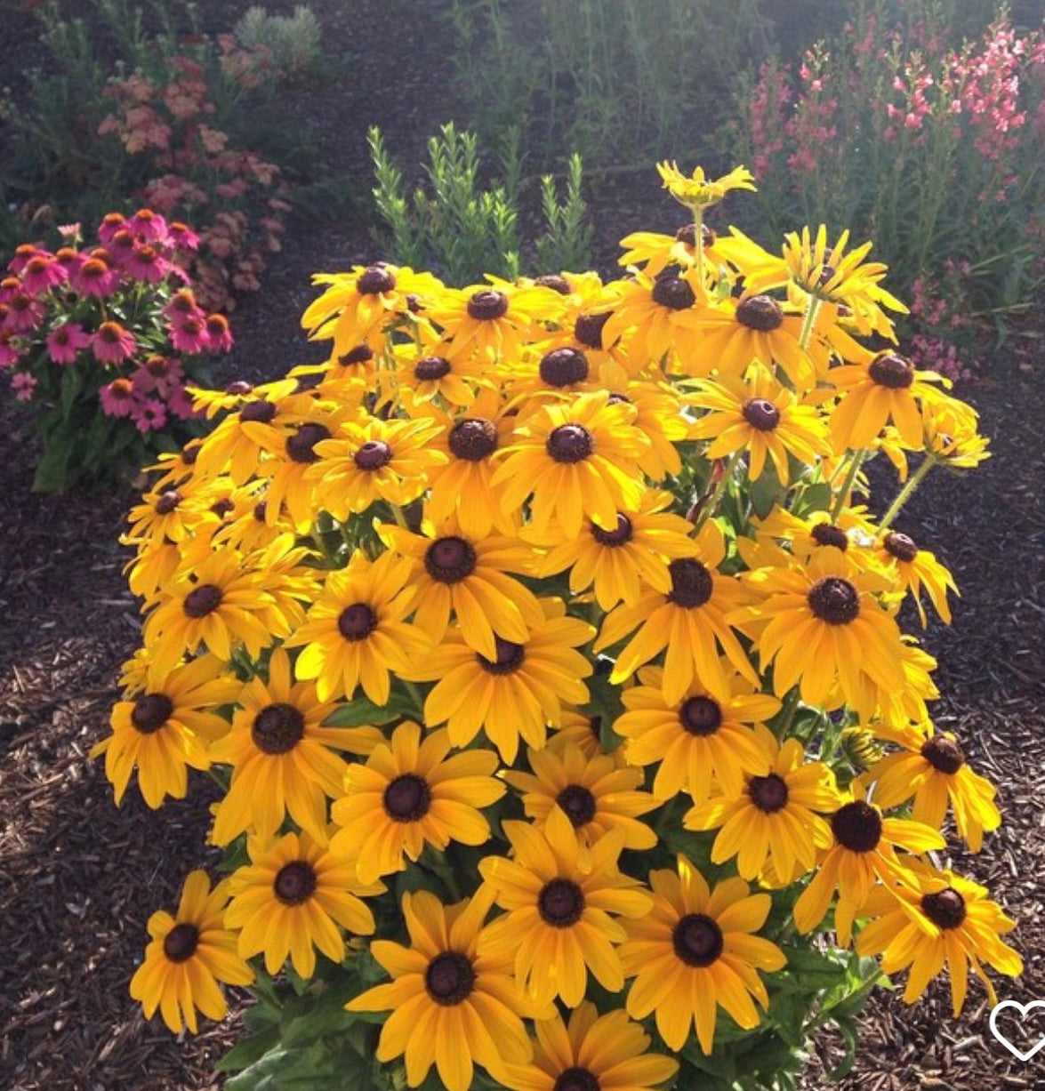 Rudbeckia - Indian Summer (6)