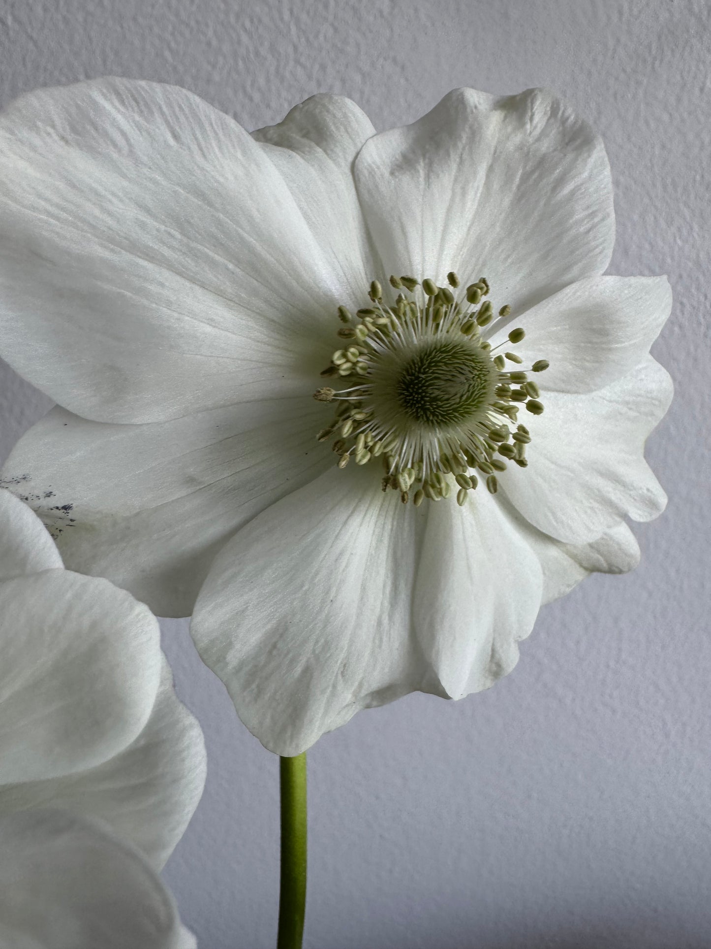 White Anemones (10 corms)