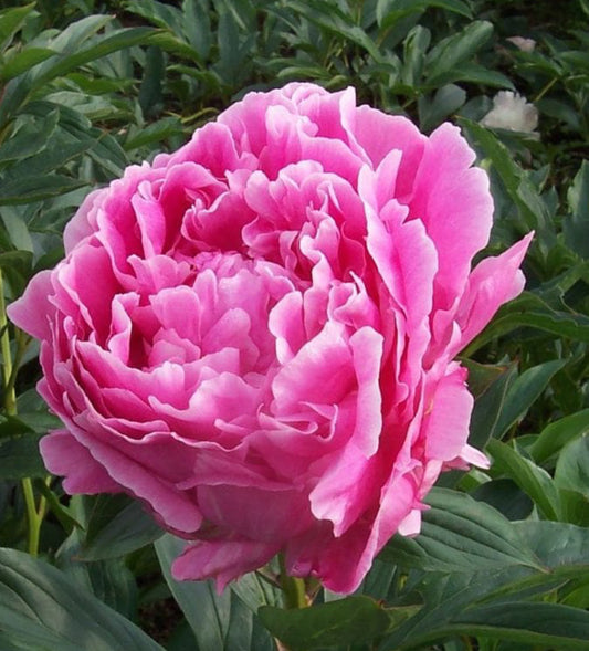 Peony - Dr. Alexander Fleming