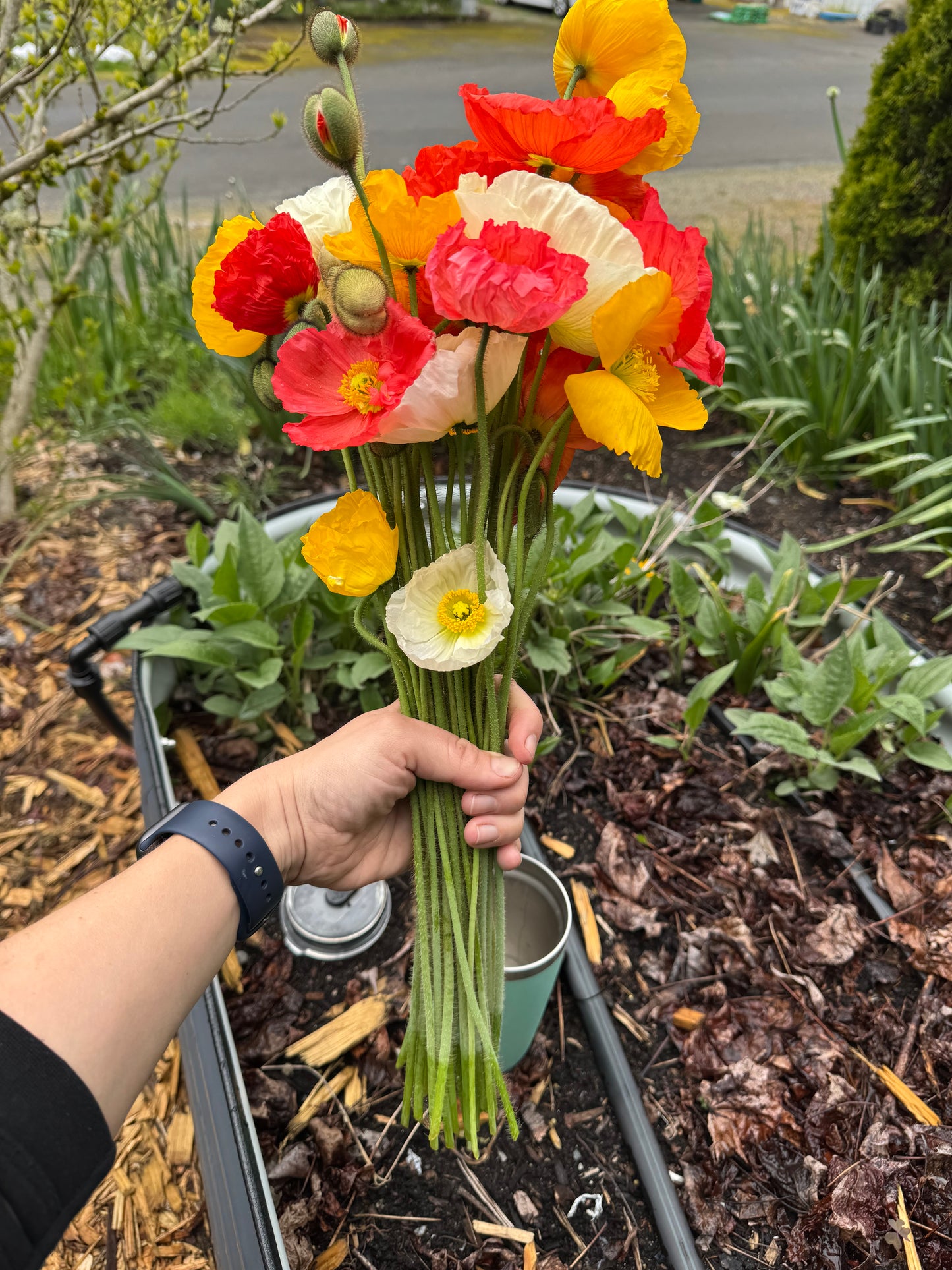 Icelandic poppy seedlings (6 - mixed colors)