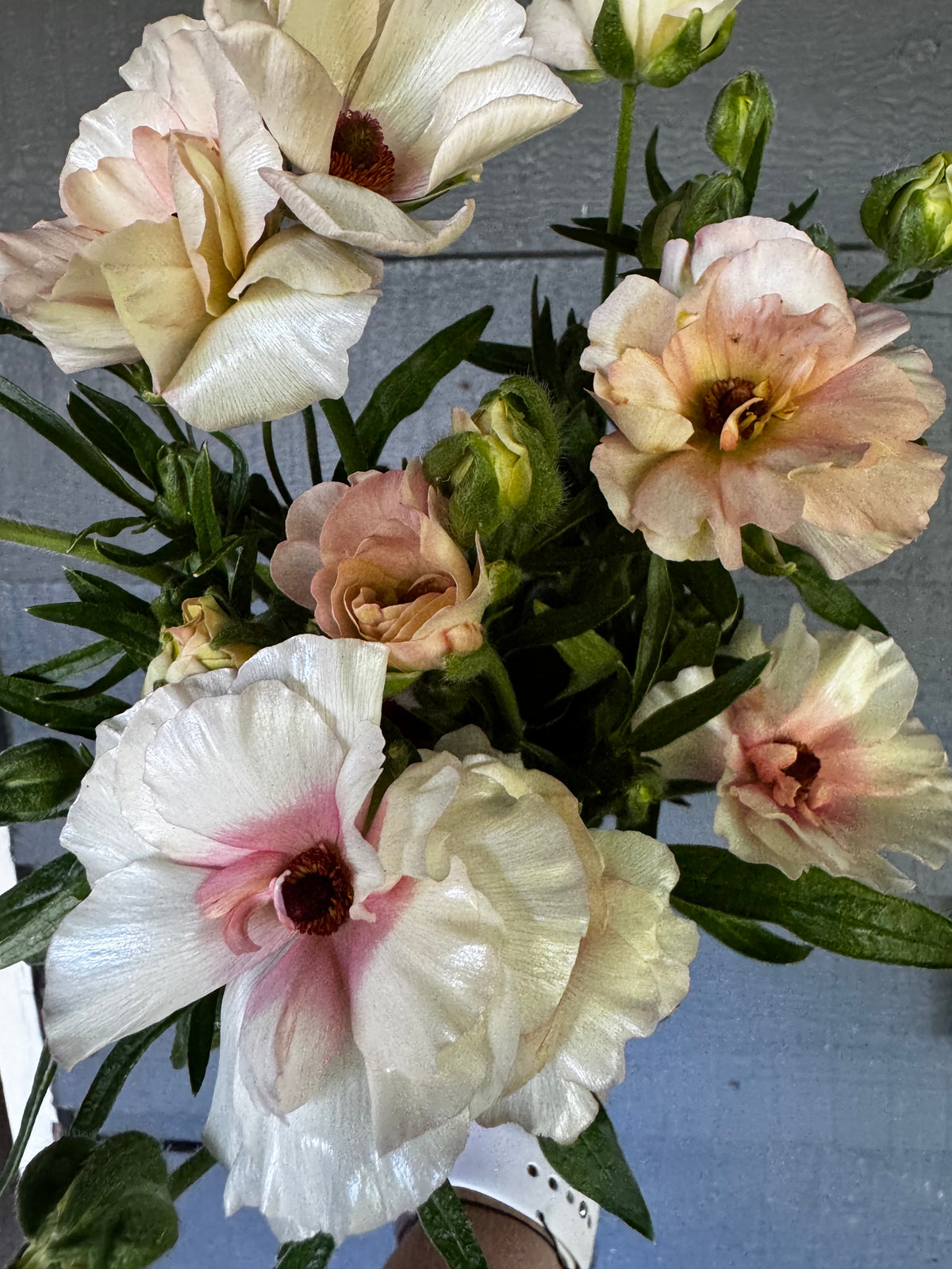 Butterfly Ranunculus - Ariadne (5 corms)