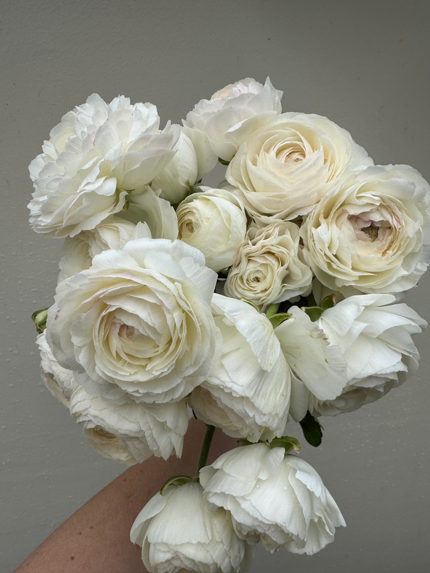 BUNDLE: Romance Ranunculus - Loubeyres, Courchevel, Seine, Salerno and Nohant (25 corms)