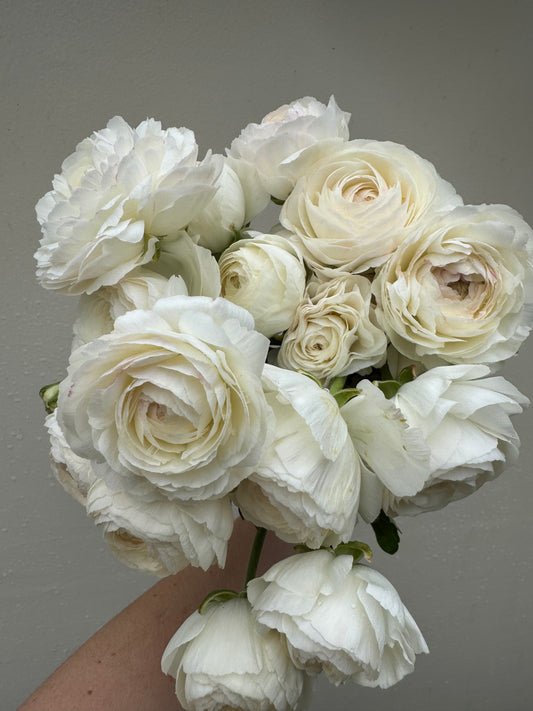 Ranunculus - Romance Courchevel (5 corms)
