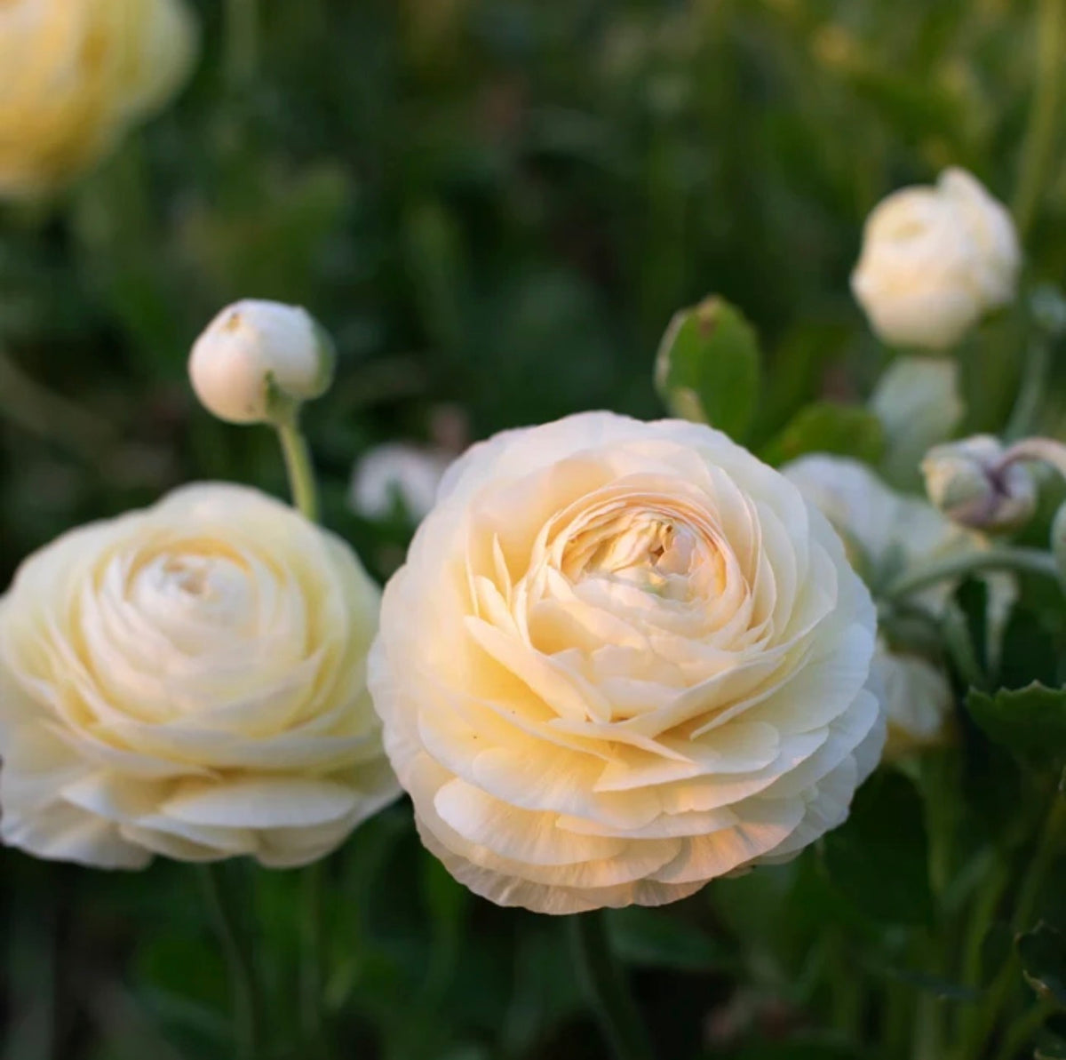 Amandine Cream Ranunculus (10 corms)