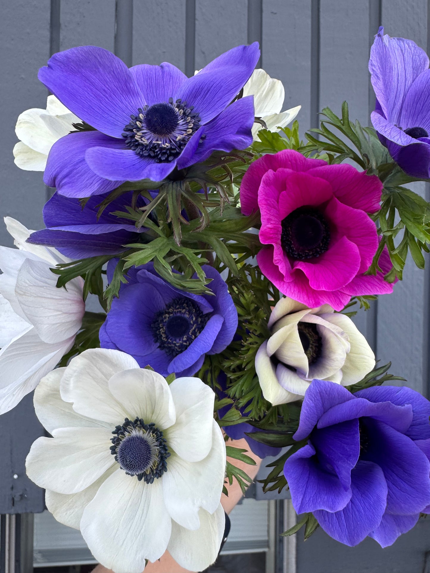 BLACK FRIDAY PRICE: Anemones - bundle of mixed colors (25 corms)