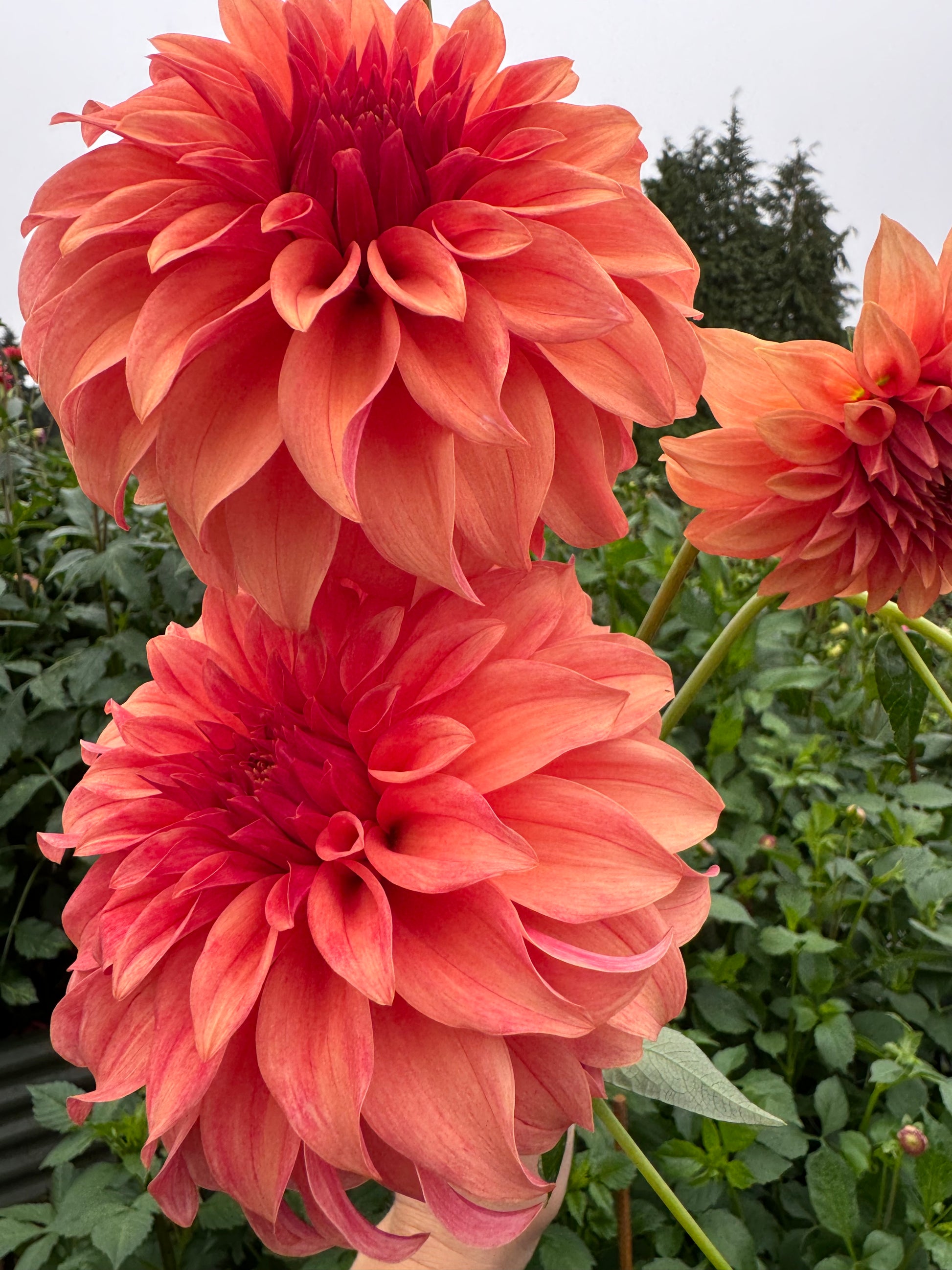 Three Bloomquist Pleasing dahlias.