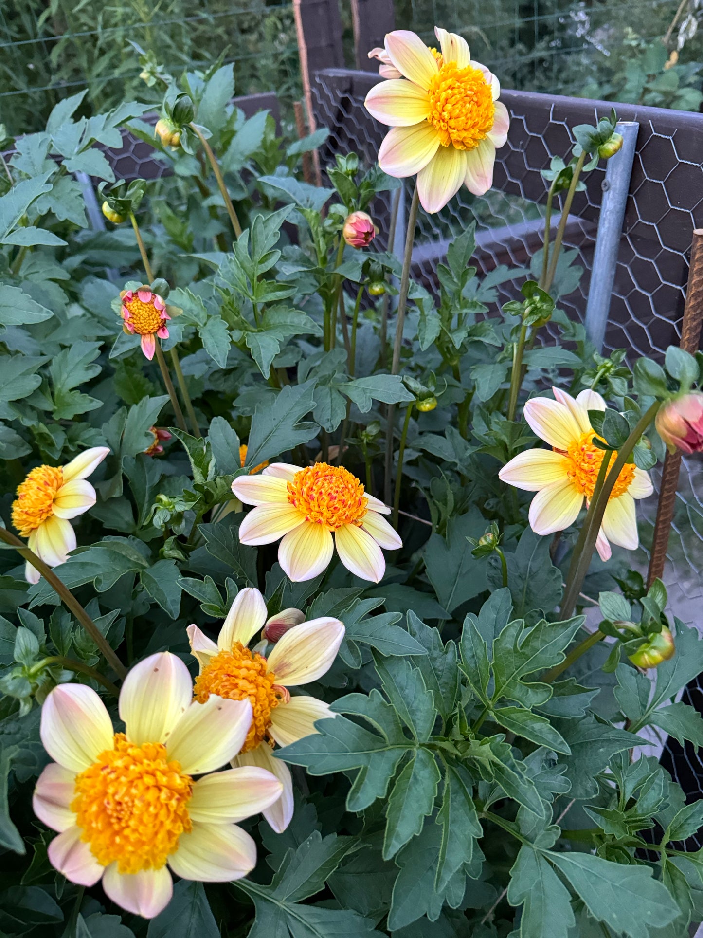 A Bloomquist Golden dahlia plant.