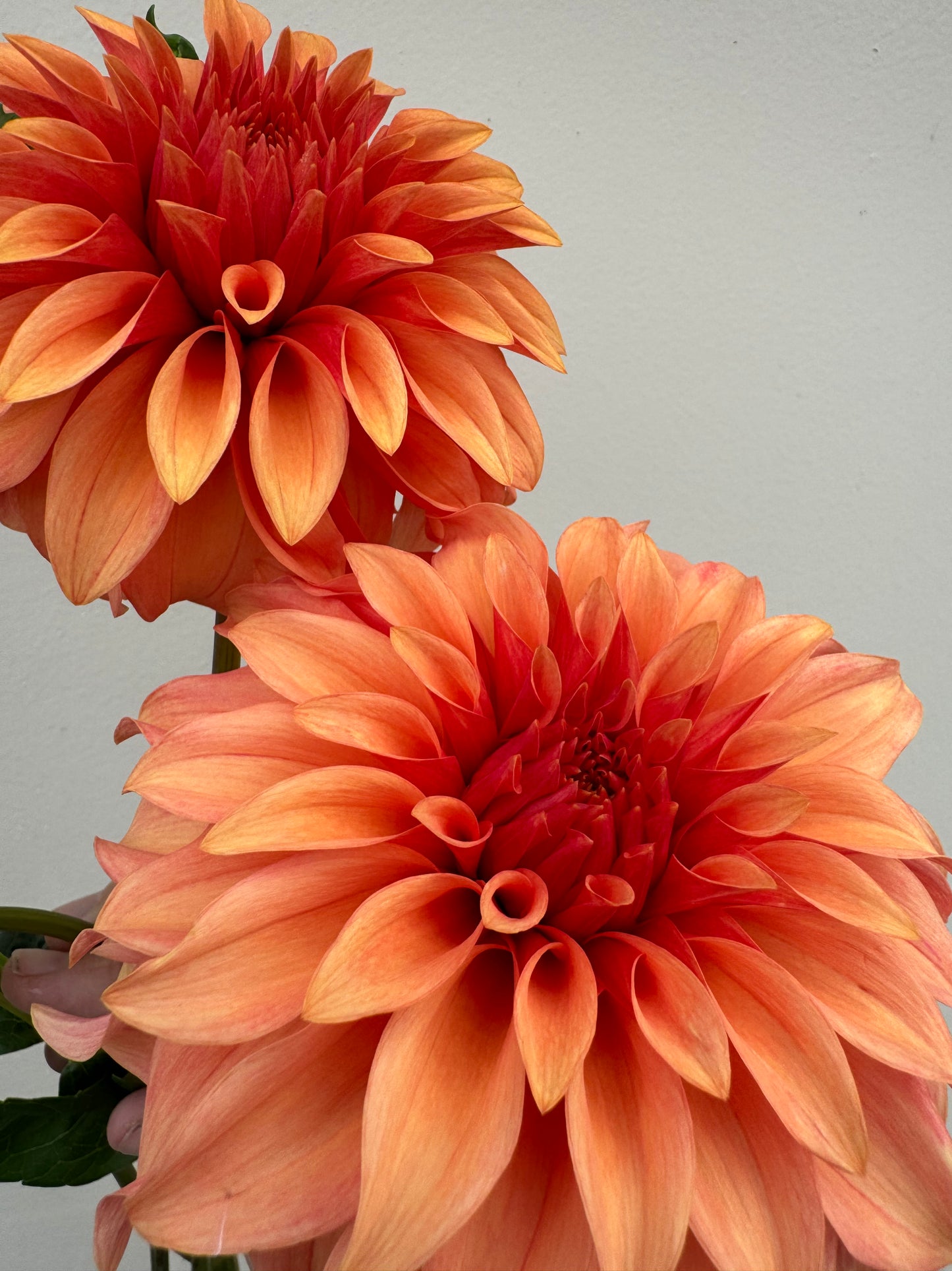 Two orange Bloomquist Pleasing dahlias.