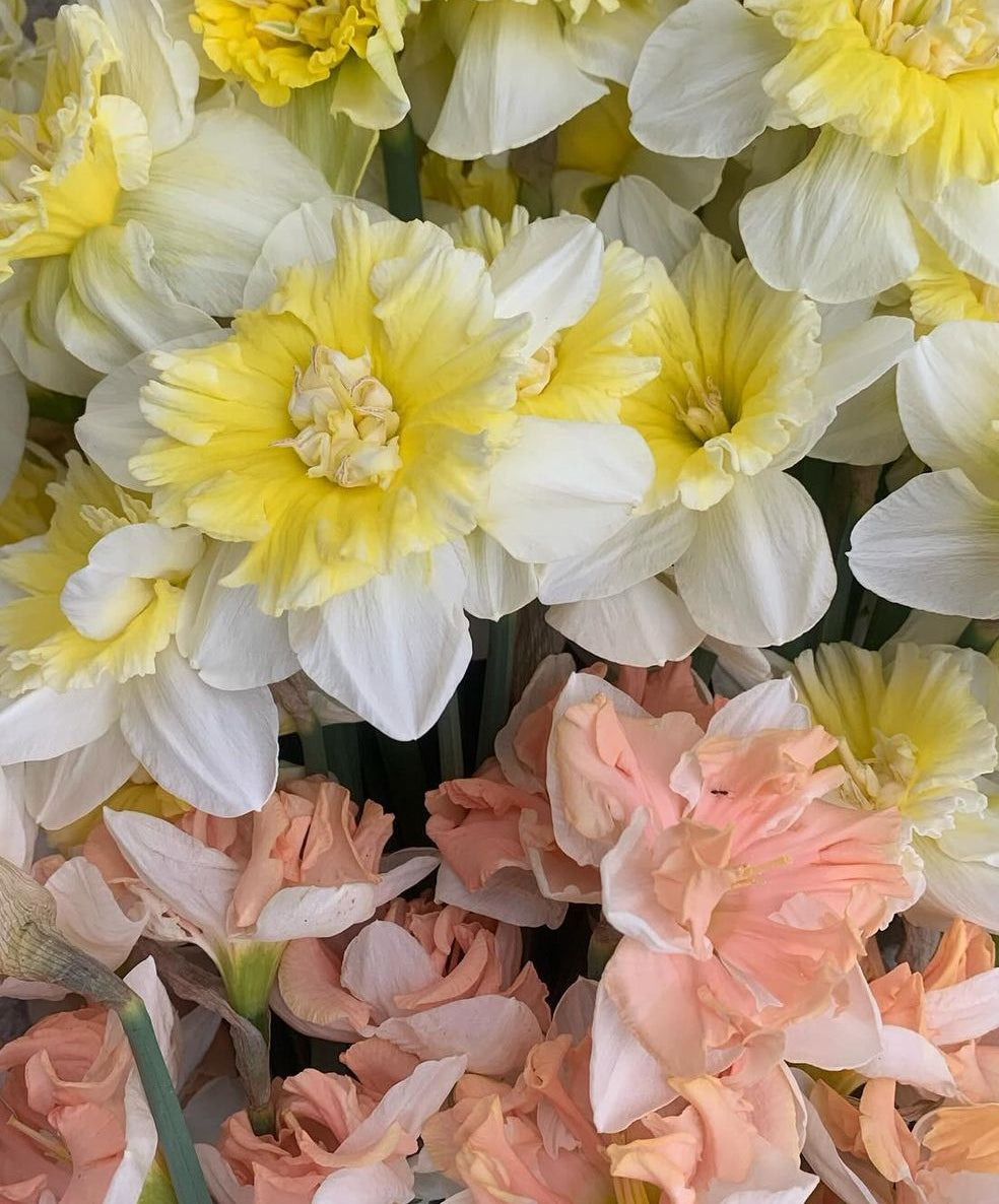 BLACK FRIDAY BUNDLE - Mixed bundle of daffodils (20 bulbs)