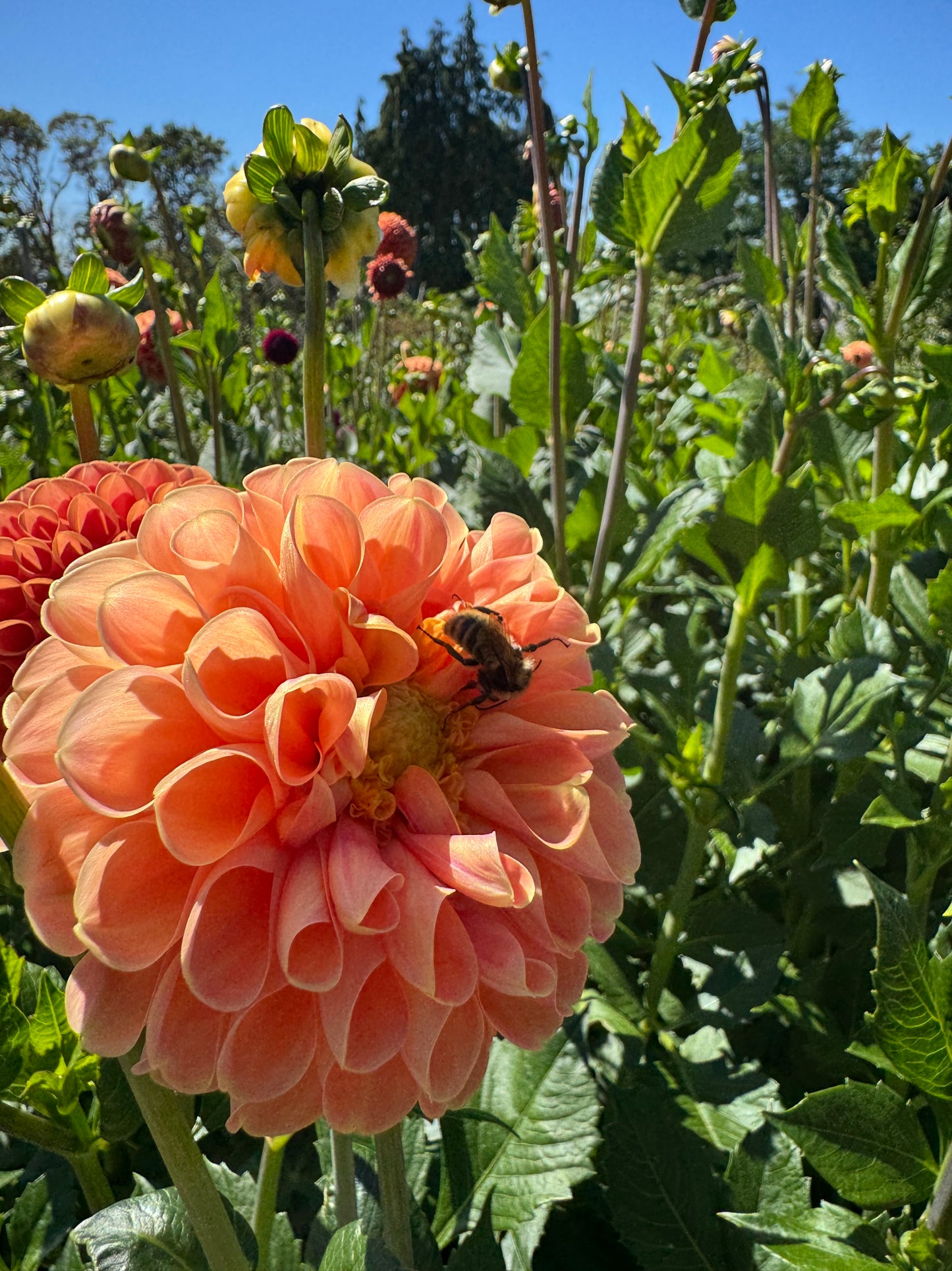 A Crichton Honey dahlia bloom with a bee on it.