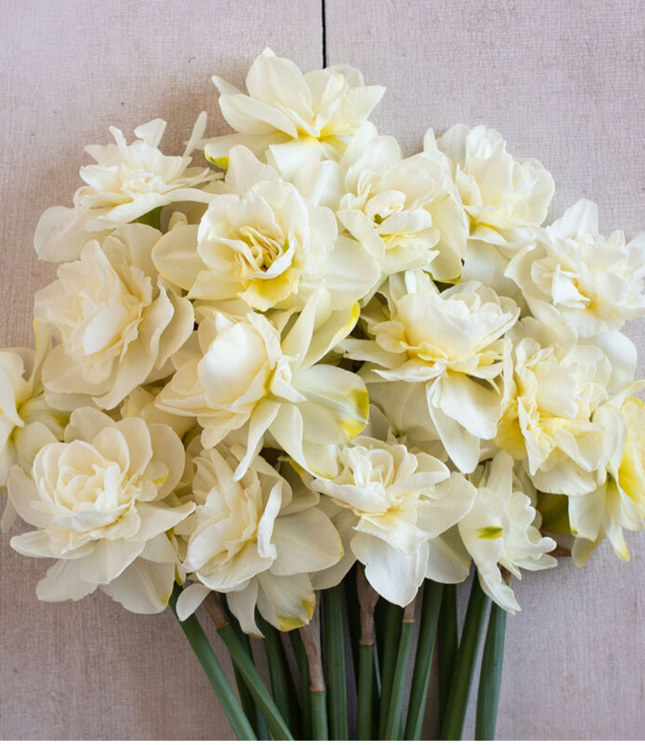 Daffodil - Obdam (10 bulbs)
