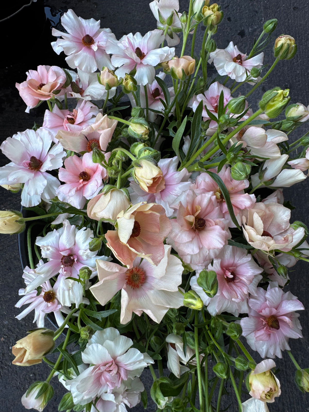 Butterfly Ranunculus - Ariadne (5 corms)