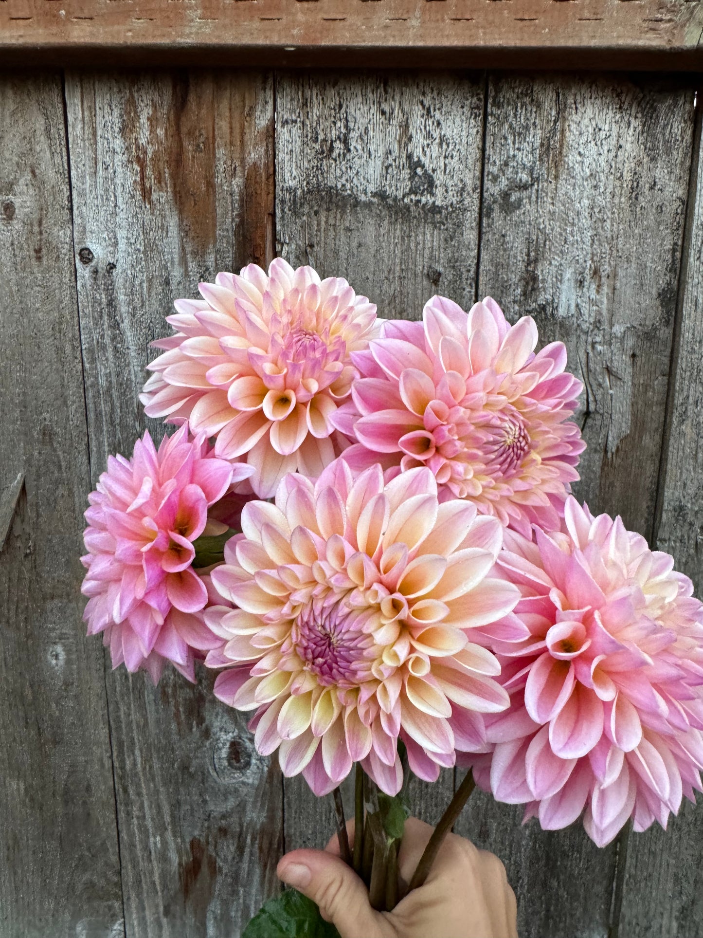 Pink and cream Coralie dahlia flowers on a wooden surface.