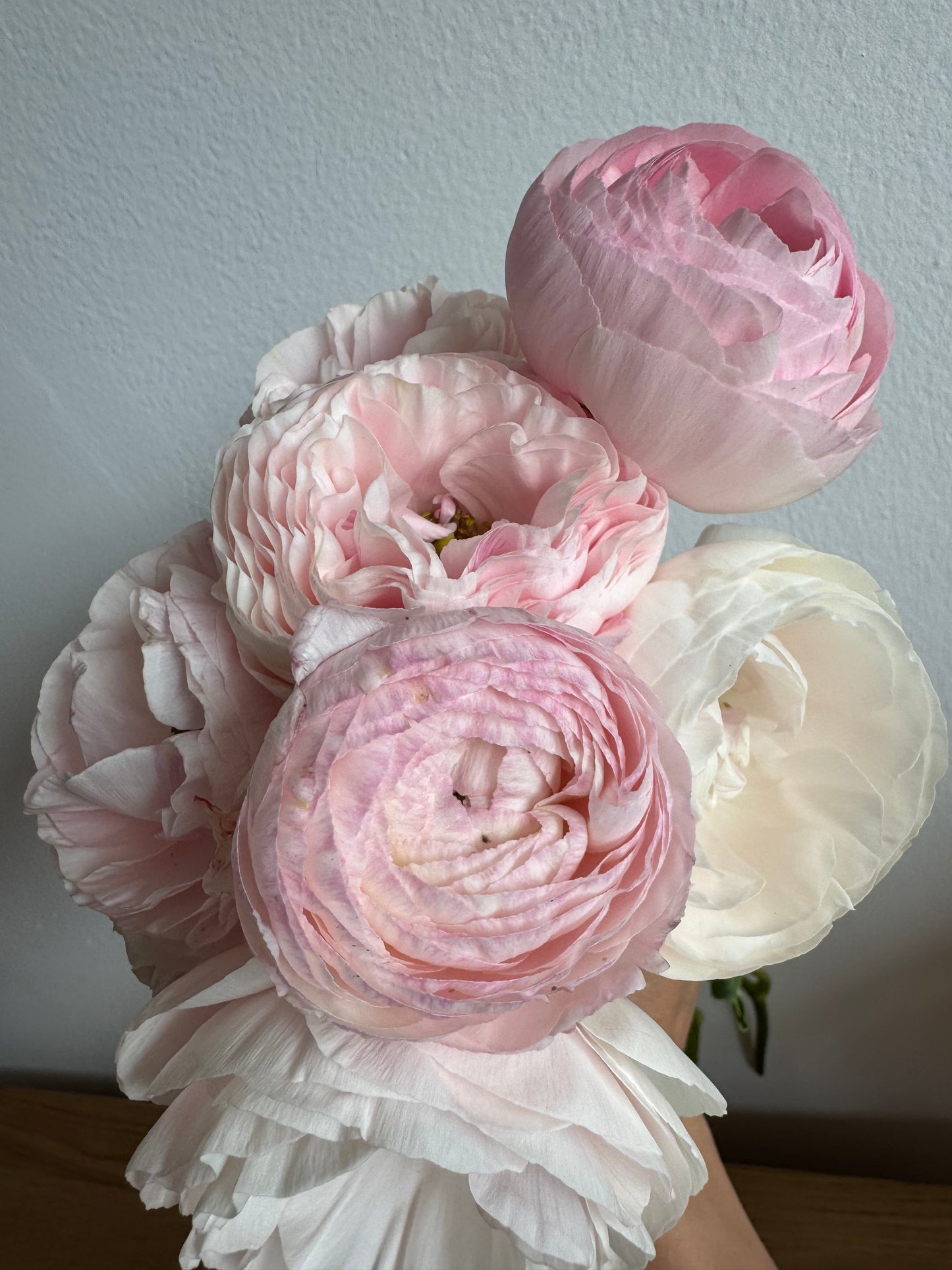 Amandine Chamallow Ranunculus (10 corms)