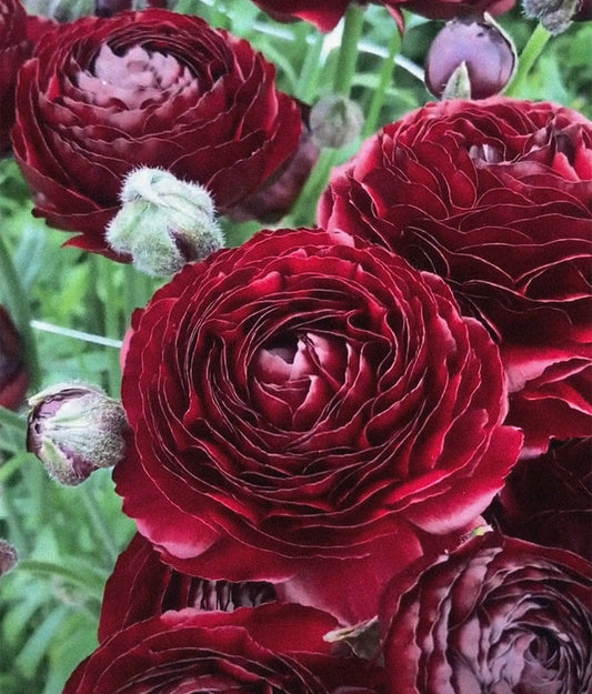 Ranunculus - Romance Perigord (5 corms)