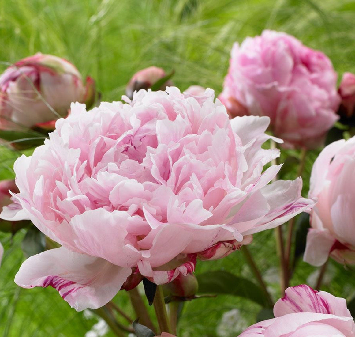 Peony - Sarah Bernhardt