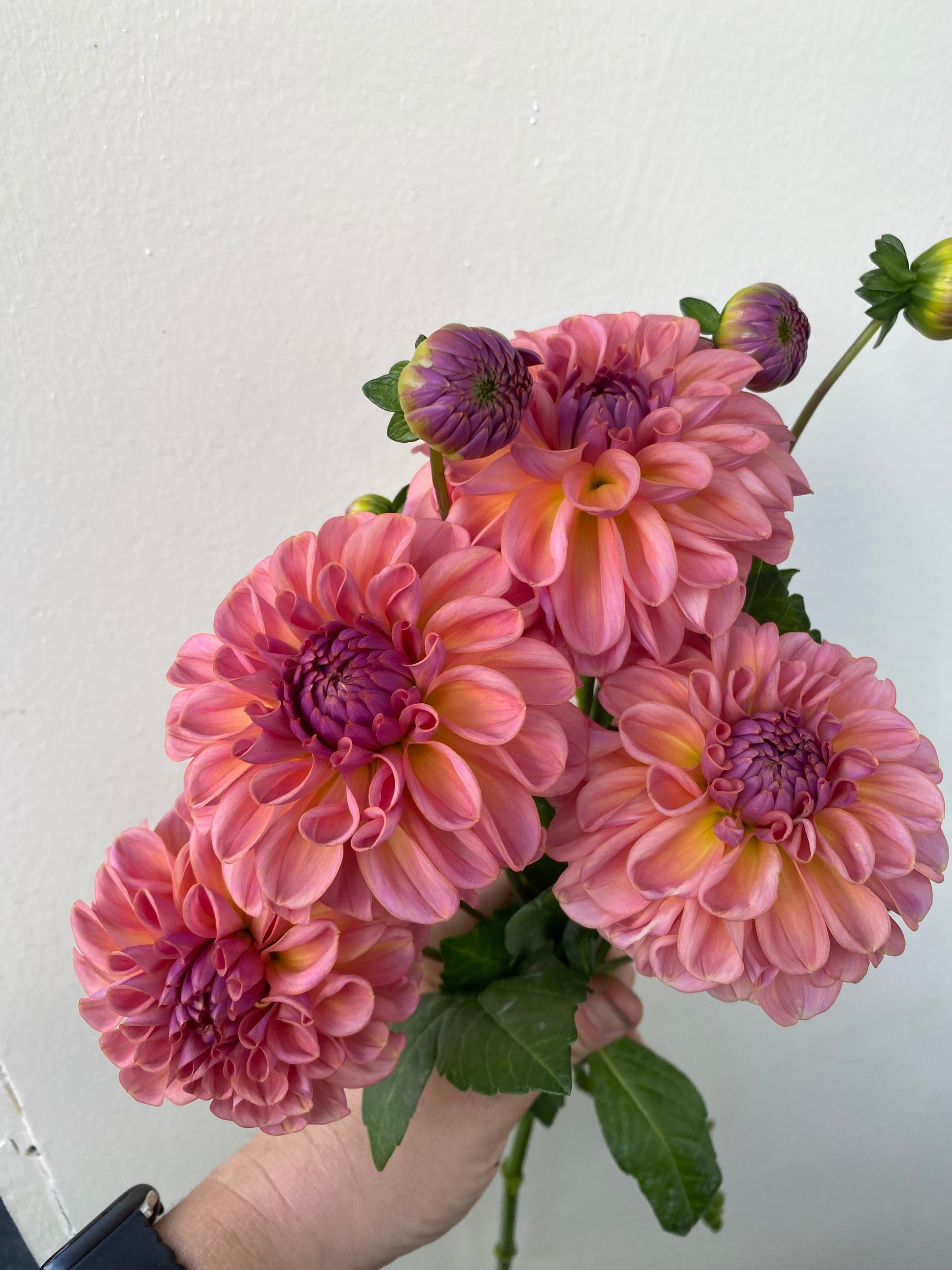 A handful of Chewy dahlias.