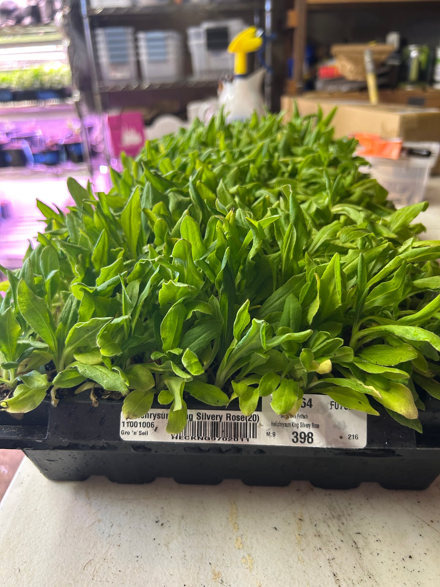 Strawflower seedlings - raspberry rose (6)
