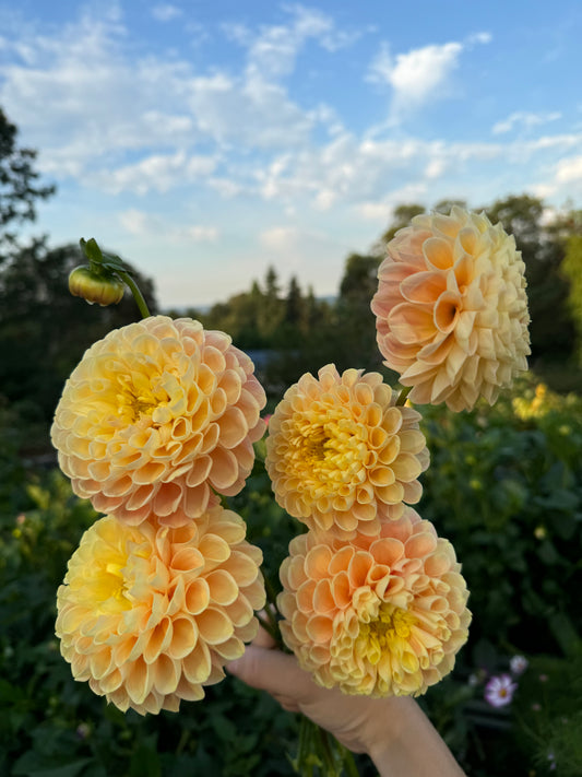 Crichton Honey dahlia cutting