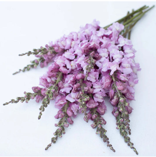 Snapdragon seedlings - lavender (6)