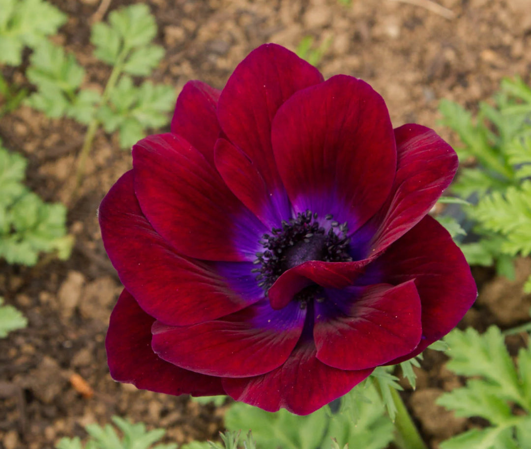 Red Anemones (10 corms)