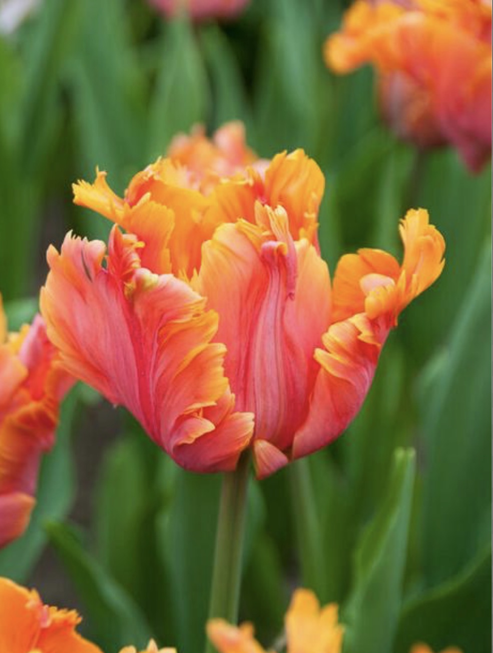 Avignon Parrot Tulips (10 bulbs)