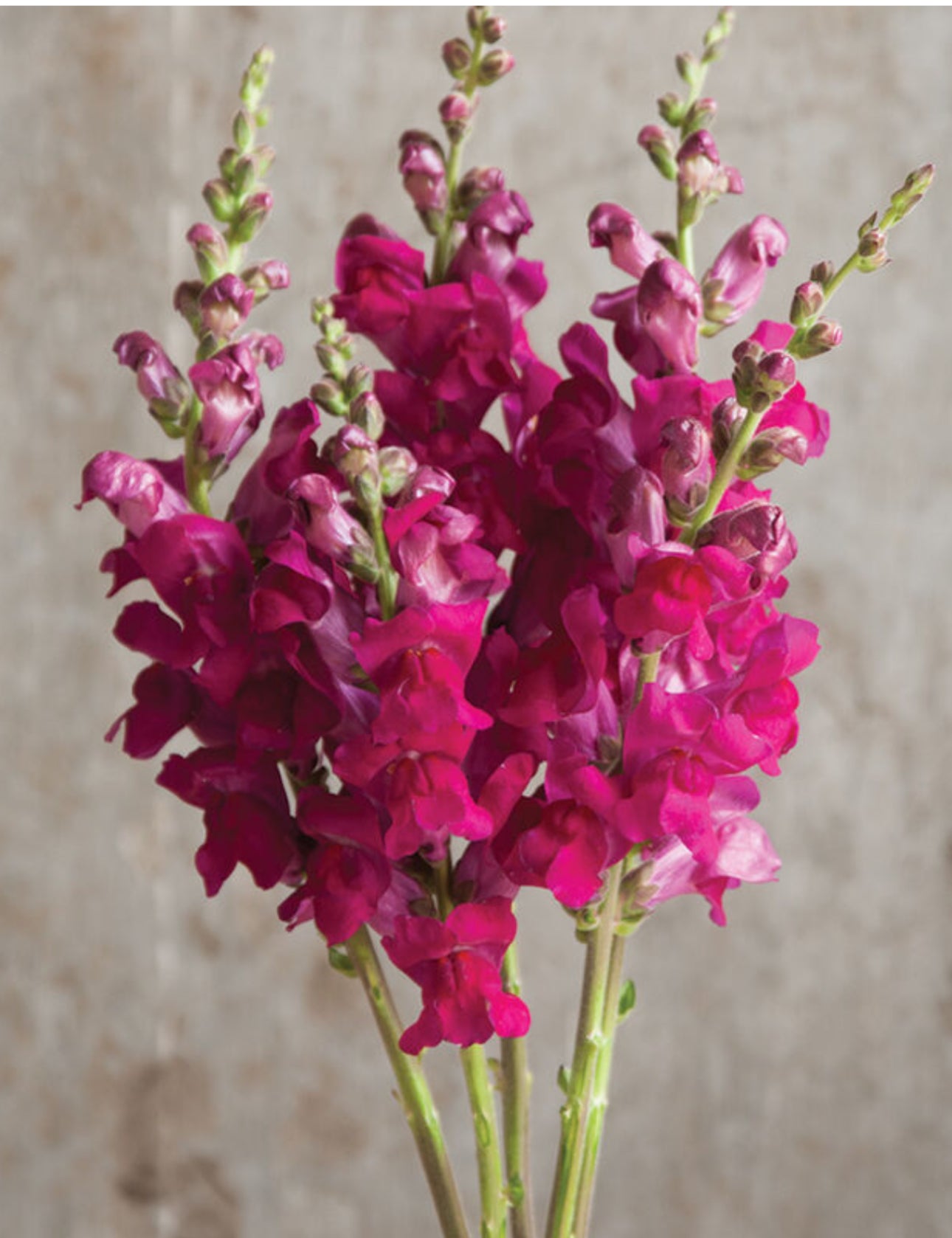 Snapdragon seedlings - purple (6)