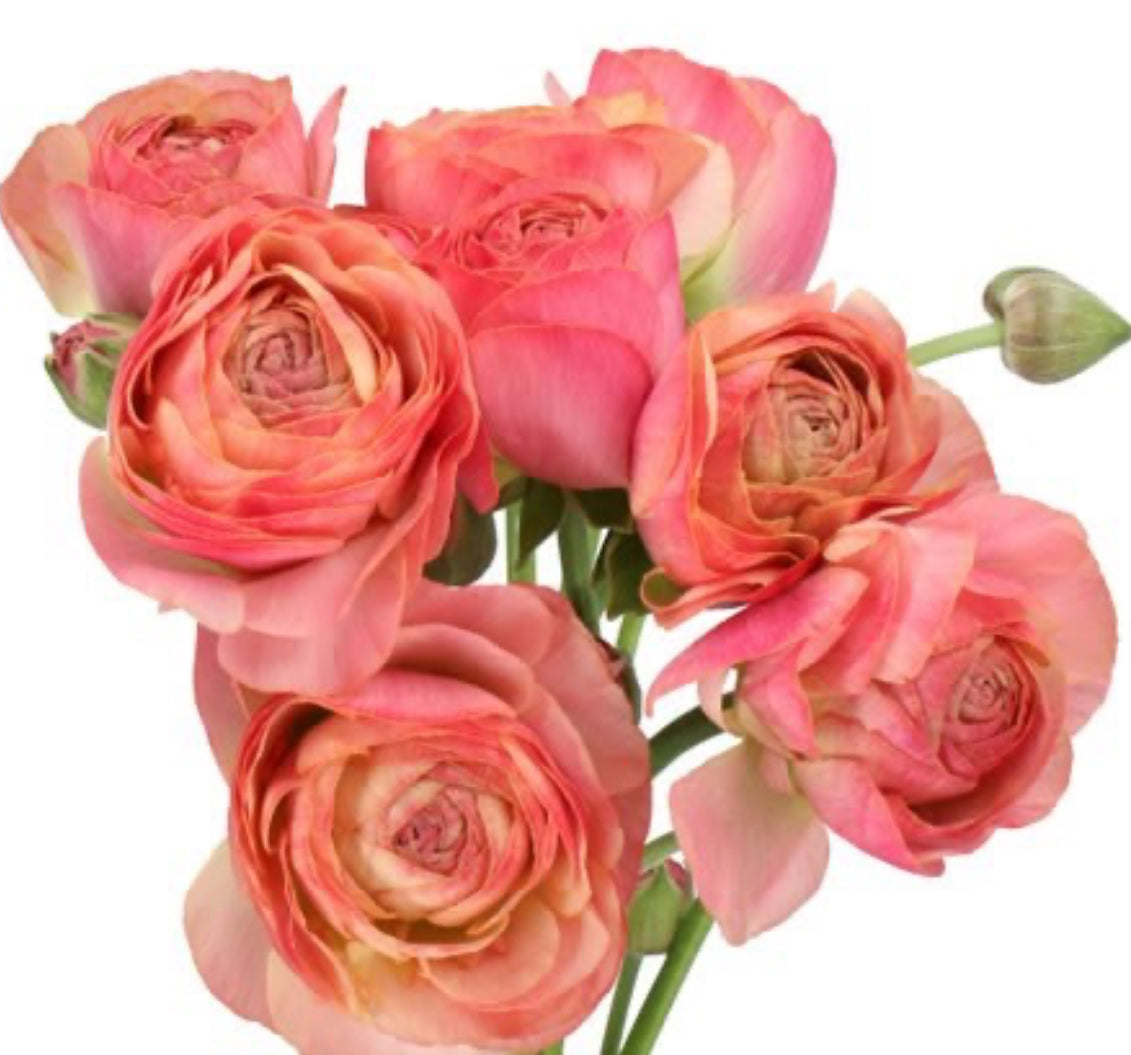 Ranunculus - Romance Nohant (5 corms)