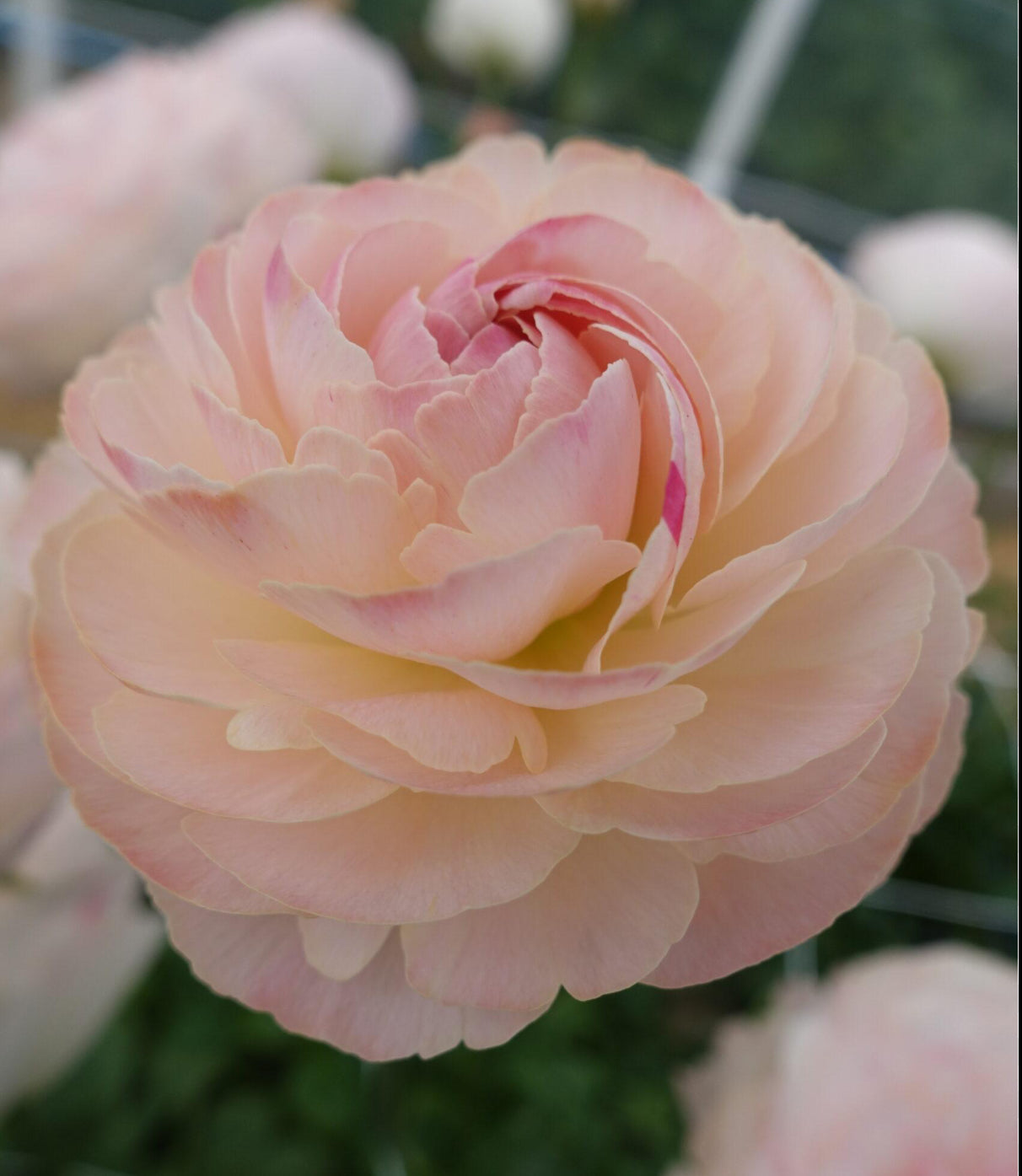 Ranunculus - Romance Ferrand (5 corms)