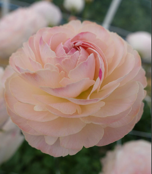 Ranunculus - Romance Ferrand (5 corms)