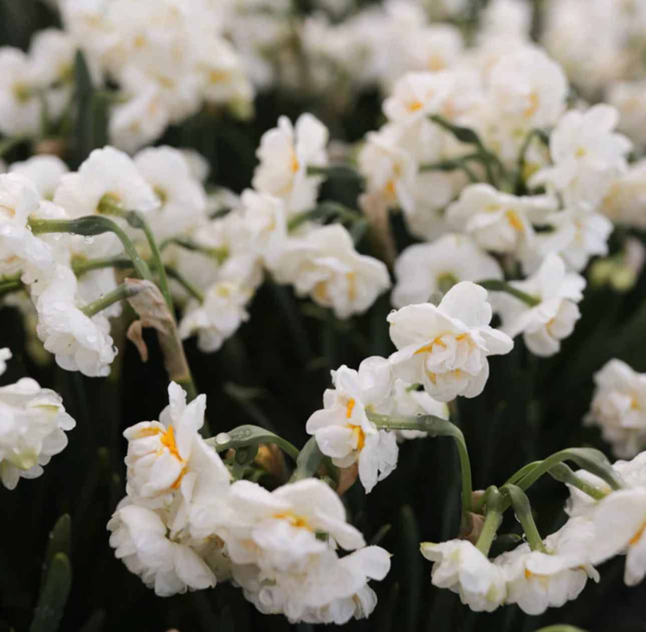 Daffodil - Bridal Crown (10 bulbs)