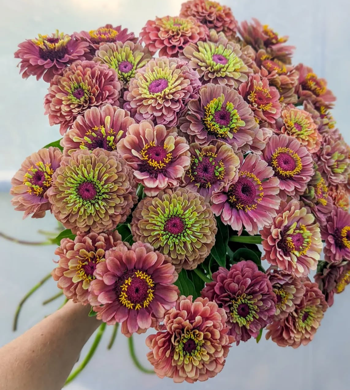 Zinnia seedlings - Queeny Lime Red (6 seedlings)