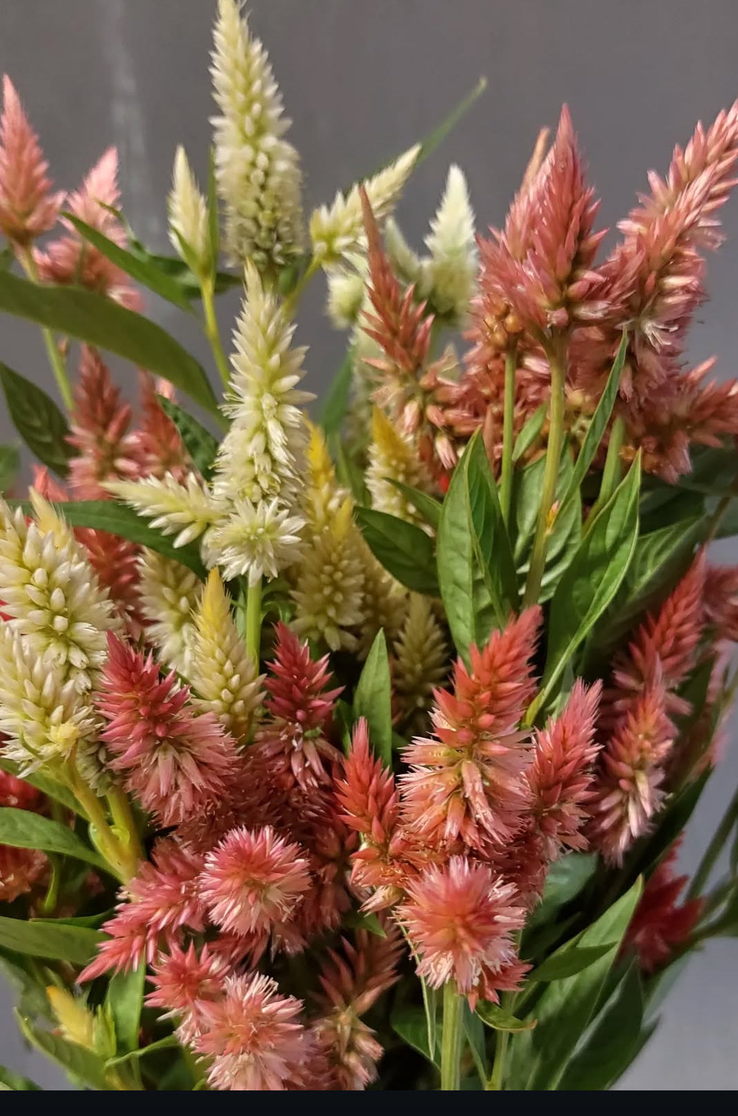 Celosia - Celway mix (6 seedlings)