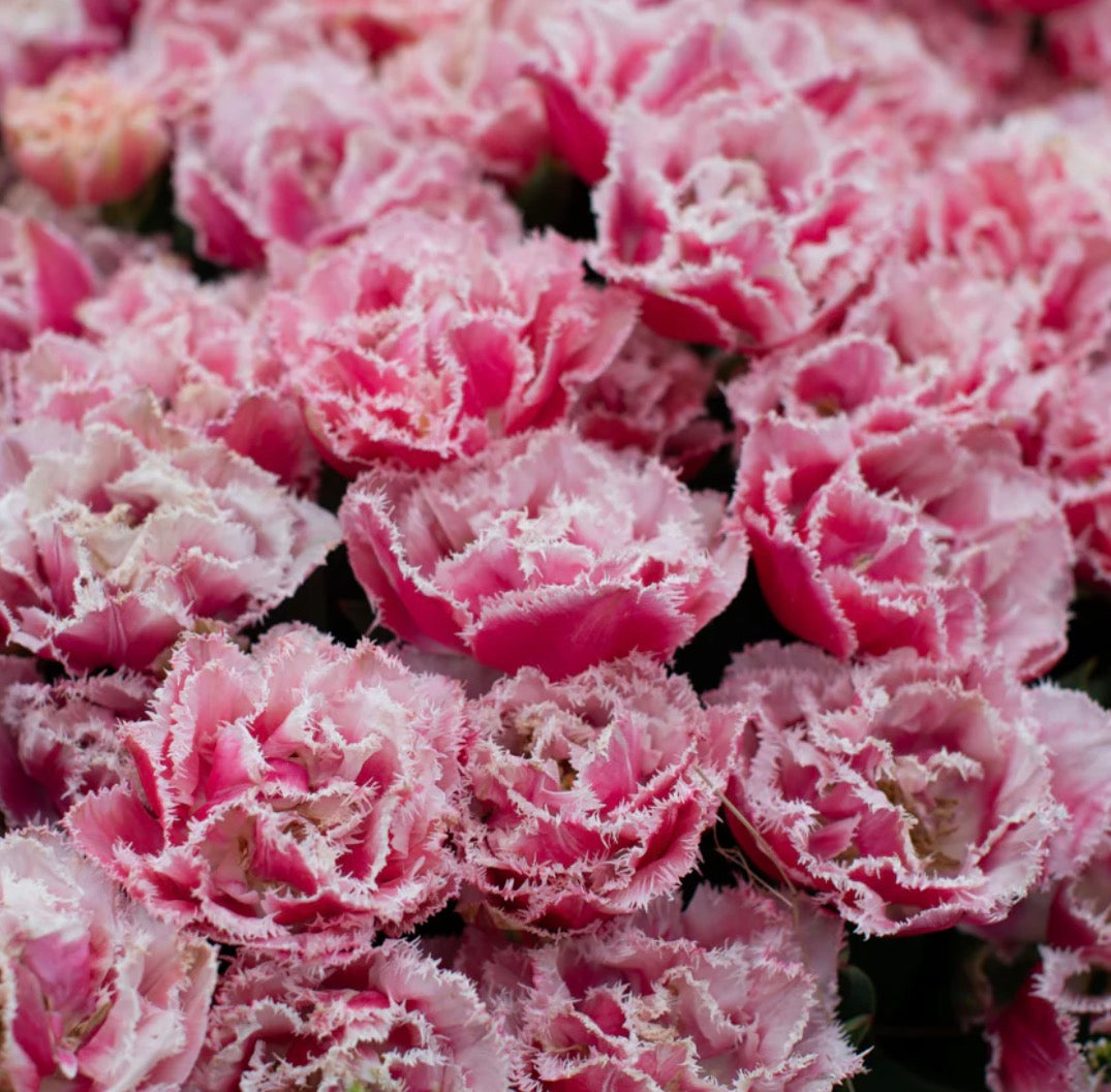 Fringed tulip bundle: Queensland, Purple Crystal and Cairns (30 bulbs)