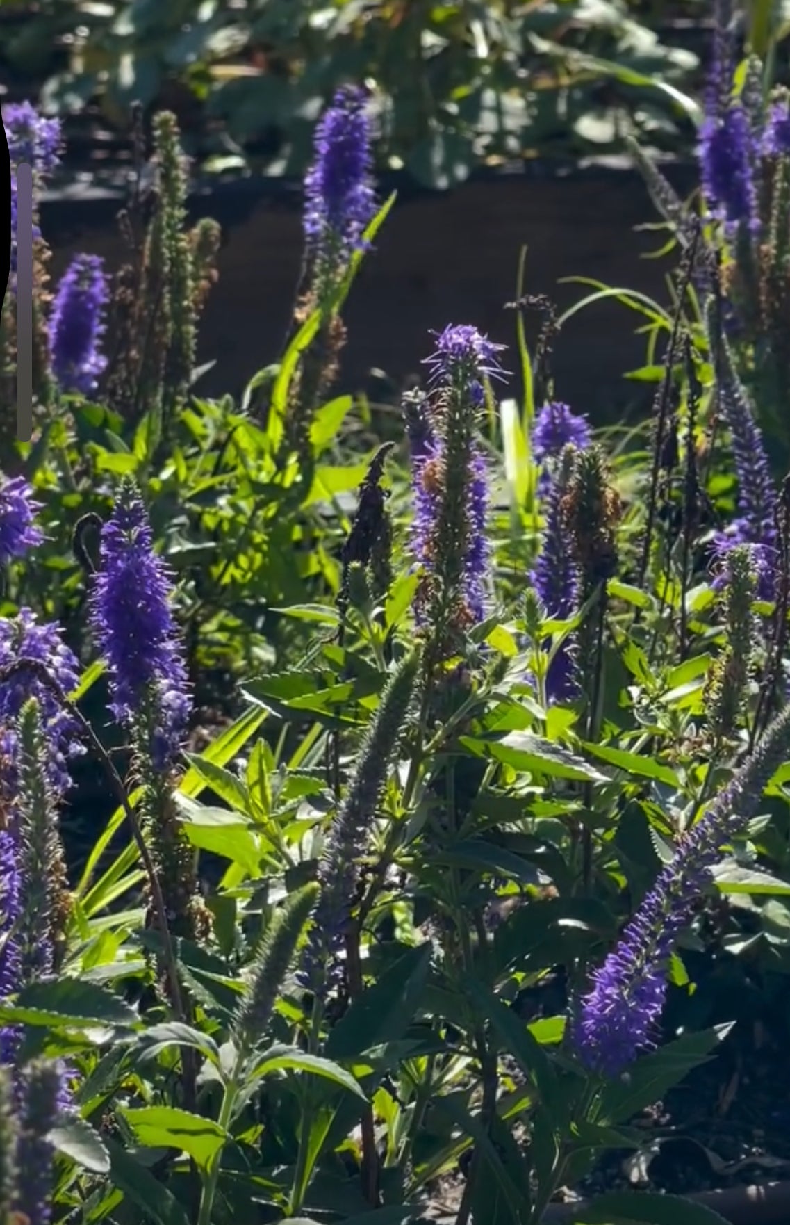 Veronica seedlings - blue (4)