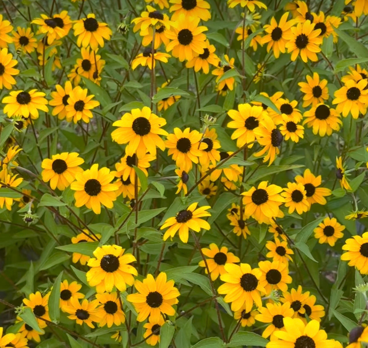 Rudbeckia - Triloba (6)