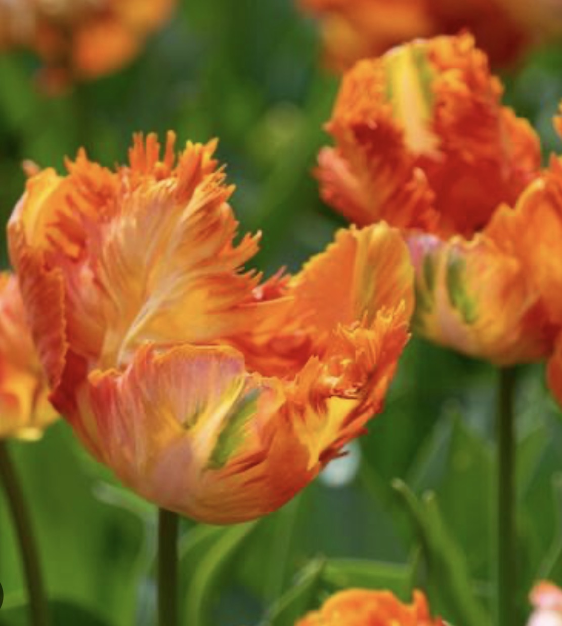 Avignon Parrot Tulips (10 bulbs)