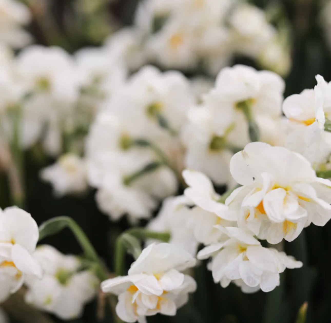 Daffodil - Bridal Crown (10 bulbs)