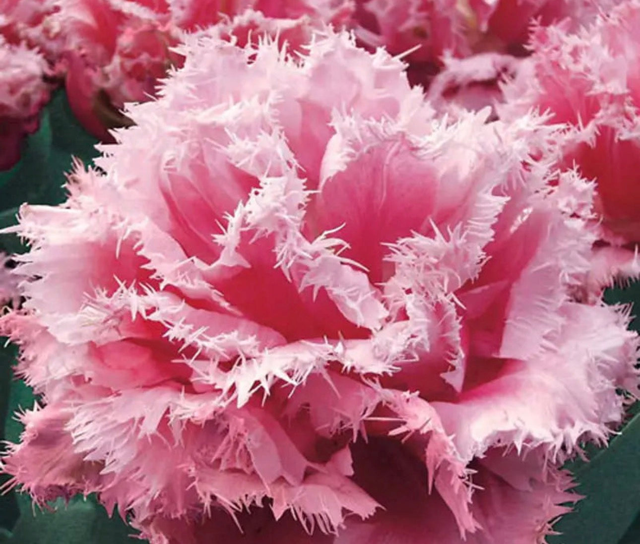 Fringed tulip bundle: Queensland, Purple Crystal and Cairns (30 bulbs)