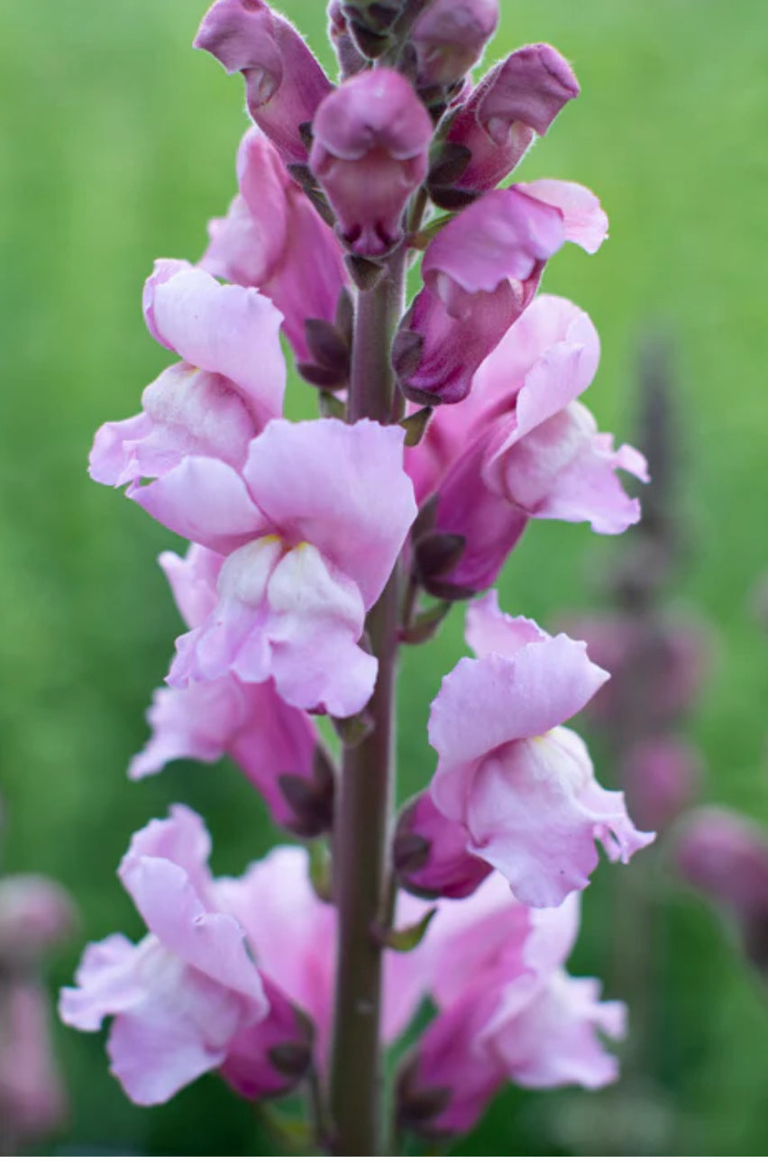 Snapdragon seedlings - lavender (6)