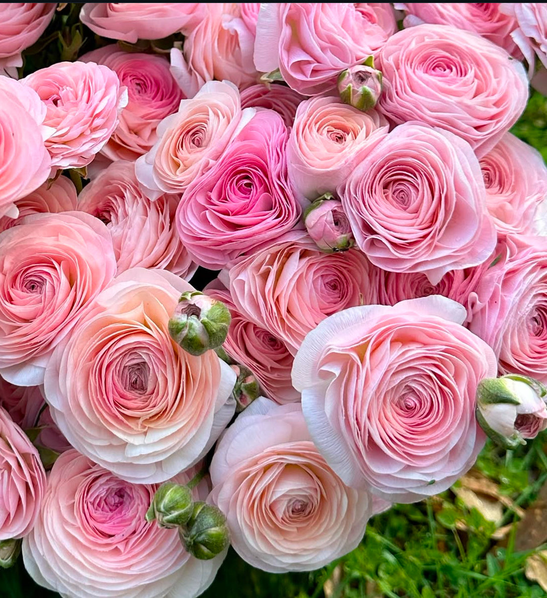Runcunculus Ranunculus - Romance Seine (5 corms) – West Seattle Flower Farm