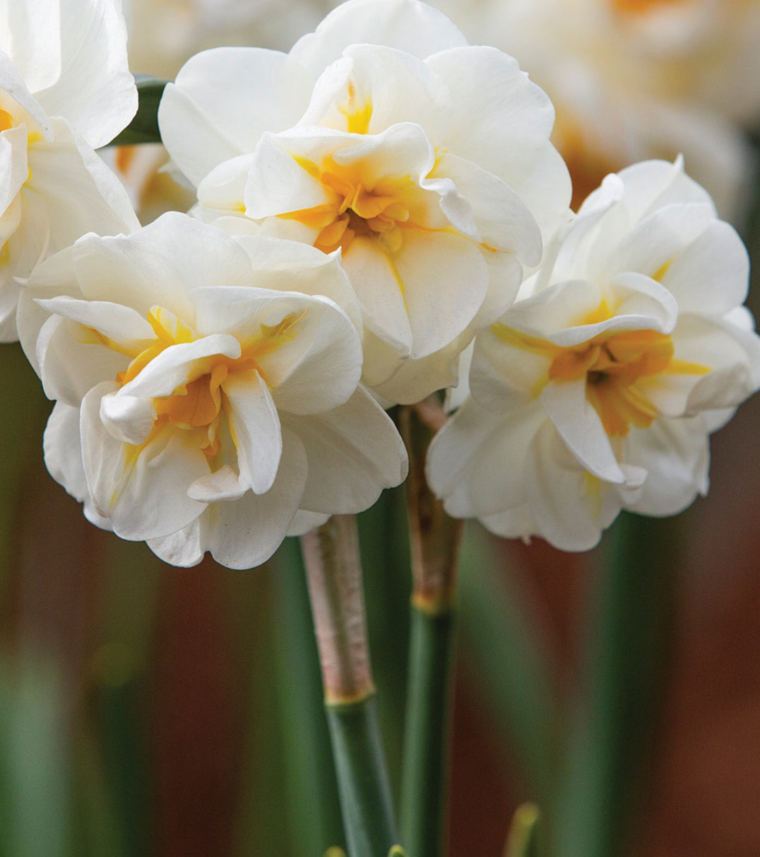 Daffodil - Bridal Crown (10 bulbs)