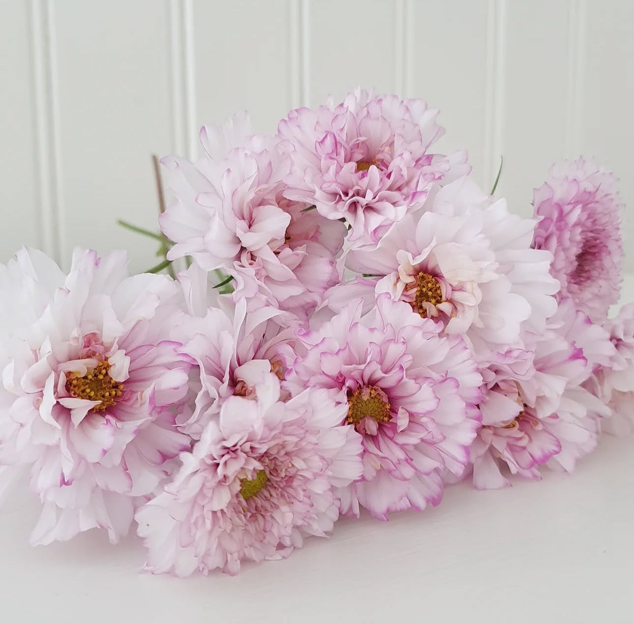 Cosmos - double click pink (6 seedlings)