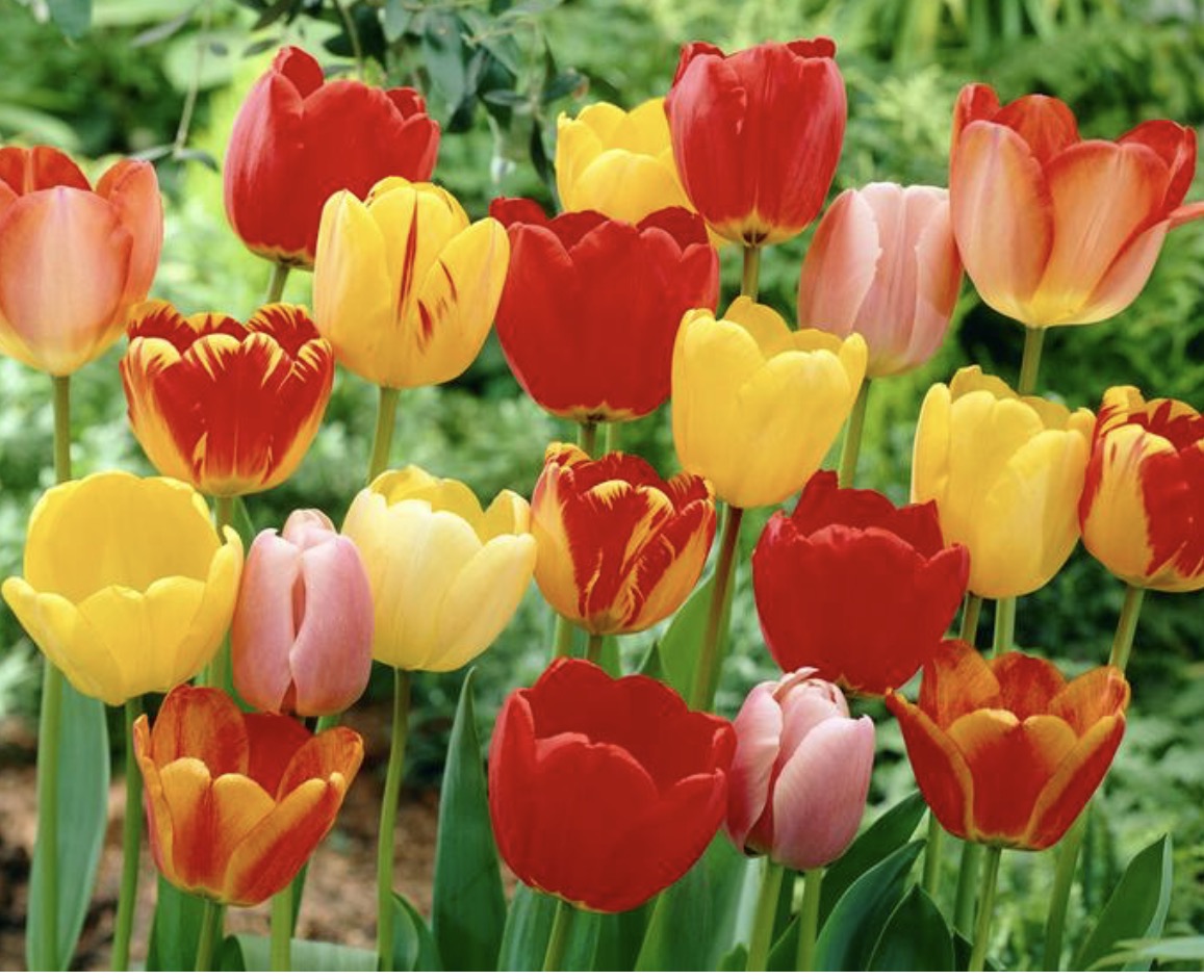 Mixed bundle Darwin Hybrid tulips (25 bulbs)