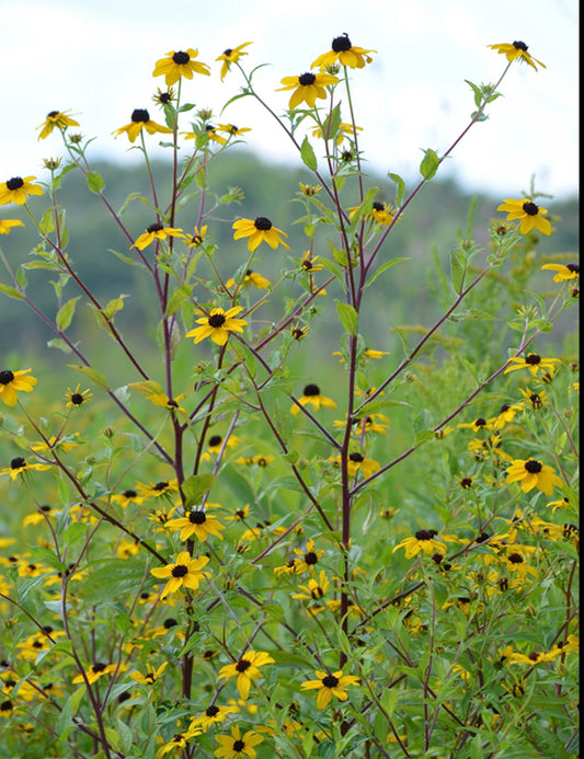 Rudbeckia - Triloba (6)