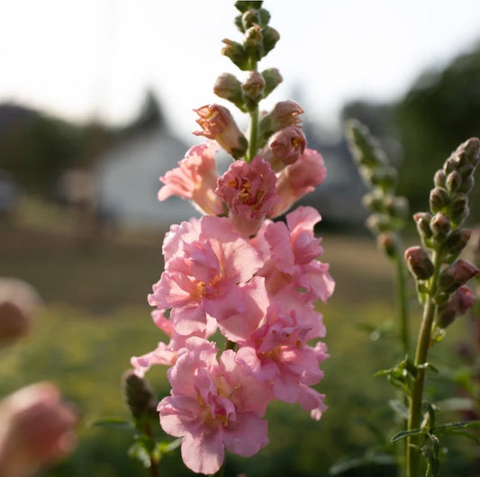 Snapdragon Madame Butterfly – Pink (6 seedlings)